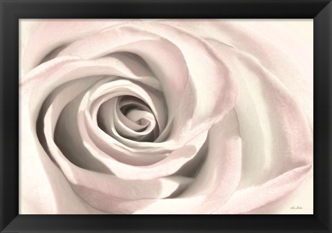 Framed Blush Rose III Print