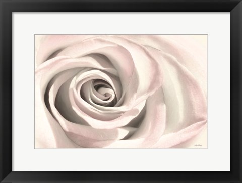 Framed Blush Rose III Print