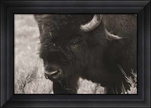 Framed Yellowstone Bison Print