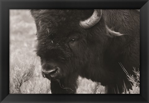 Framed Yellowstone Bison Print