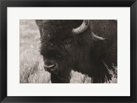 Framed Yellowstone Bison Print