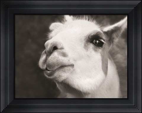 Framed Lake Tobias Alpaca Print