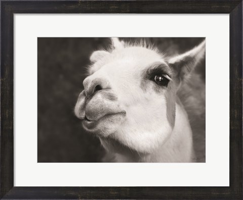 Framed Lake Tobias Alpaca Print