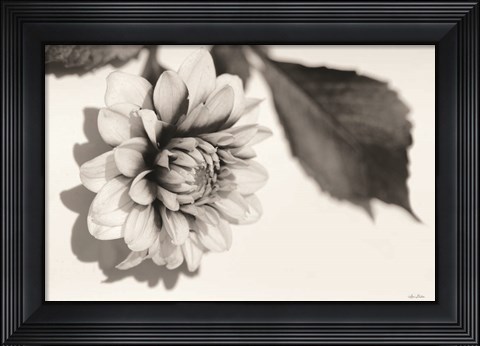 Framed White Dahlia I Print
