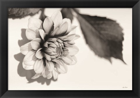 Framed White Dahlia I Print