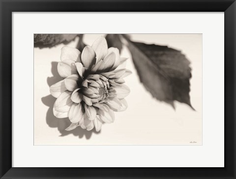 Framed White Dahlia I Print