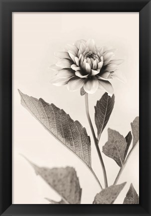 Framed White Dahlia II Print