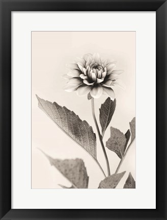 Framed White Dahlia II Print