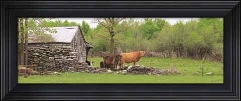 Framed Country Cows Print