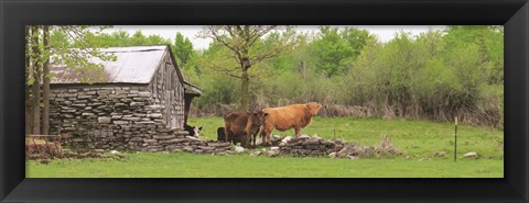 Framed Country Cows Print