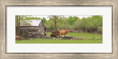 Framed Country Cows Print