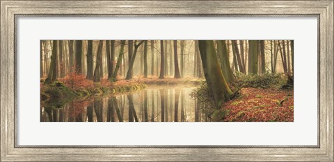 Framed Healing Power of Forests Print