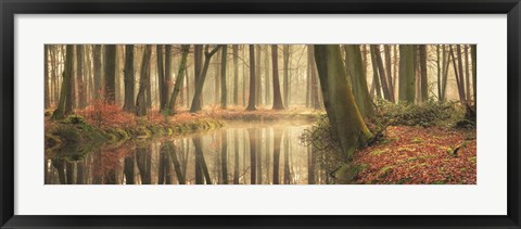 Framed Healing Power of Forests Print