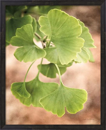 Framed Sprouting Ginkgo IV Print