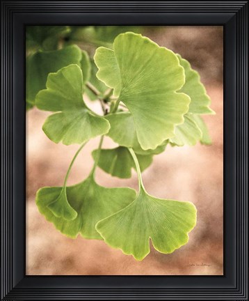 Framed Sprouting Ginkgo IV Print