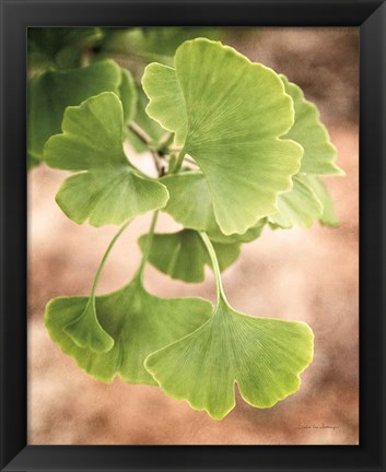 Framed Sprouting Ginkgo IV Print