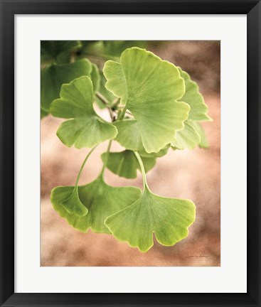 Framed Sprouting Ginkgo IV Print