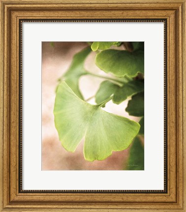 Framed Sprouting Ginkgo III Print