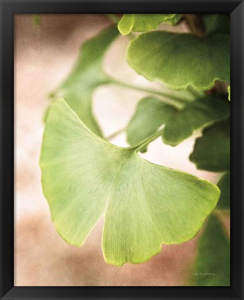 Framed Sprouting Ginkgo III Print