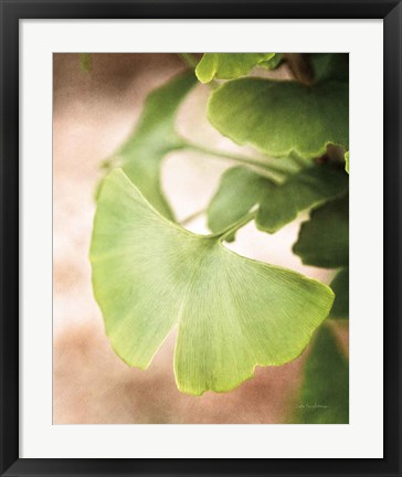 Framed Sprouting Ginkgo III Print