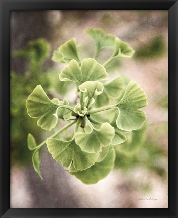 Framed Sprouting Ginkgo II Print