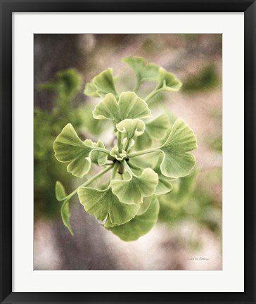 Framed Sprouting Ginkgo II Print