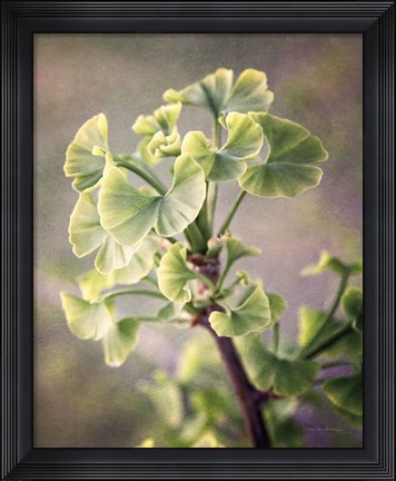 Framed Sprouting Ginkgo I Print