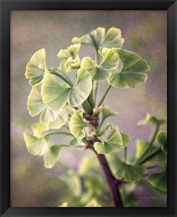 Framed Sprouting Ginkgo I Print