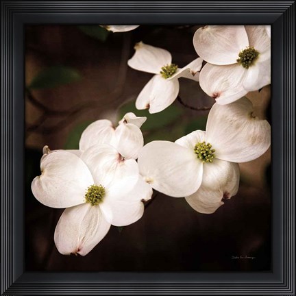 Framed White Dogwood III Print