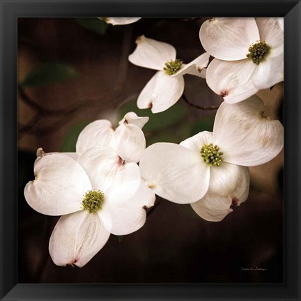 Framed White Dogwood III Print