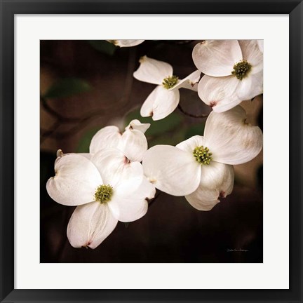 Framed White Dogwood III Print