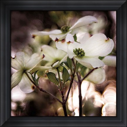 Framed White Dogwood II Print