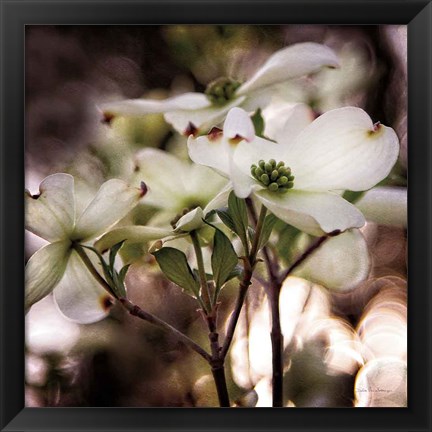 Framed White Dogwood II Print