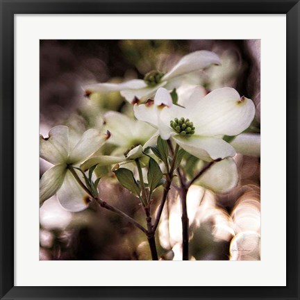 Framed White Dogwood II Print