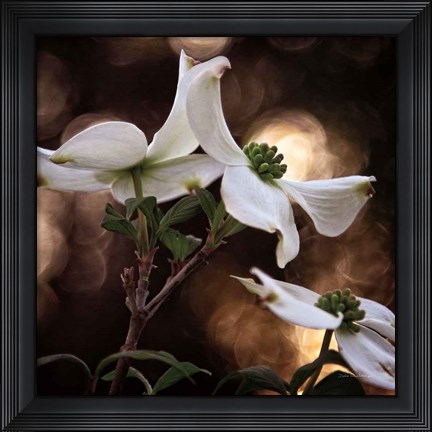 Framed White Dogwood I Print