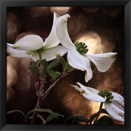 Framed White Dogwood I Print