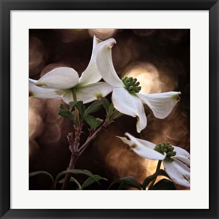 Framed White Dogwood I Print