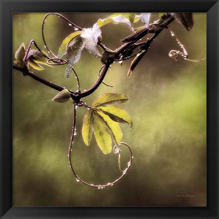 Framed Passion Flower Vine I Print