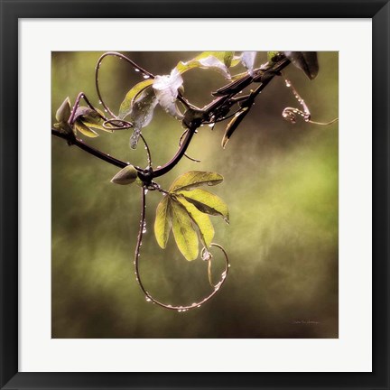 Framed Passion Flower Vine I Print