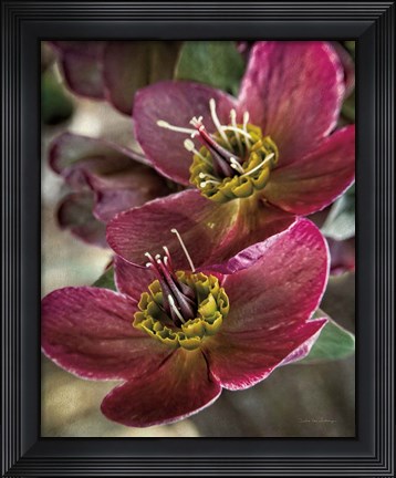 Framed Lenton Rose V Print