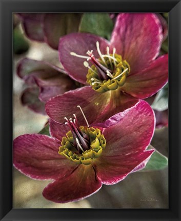 Framed Lenton Rose V Print