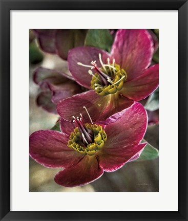 Framed Lenton Rose V Print