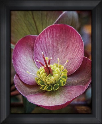 Framed Lenton Rose IV Print