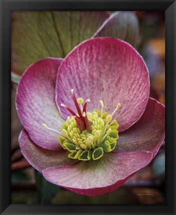 Framed Lenton Rose IV Print