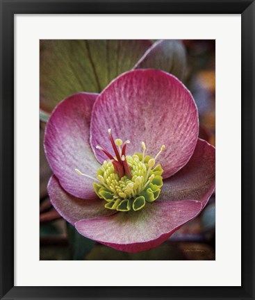 Framed Lenton Rose IV Print