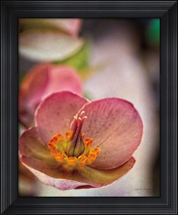Framed Lenton Rose III Print