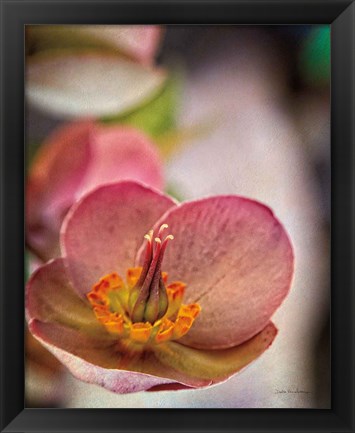 Framed Lenton Rose III Print