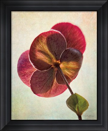 Framed Lenton Rose II Print