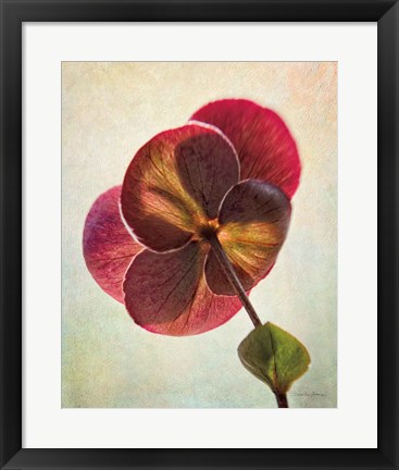 Framed Lenton Rose II Print