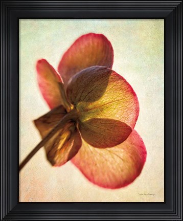 Framed Lenton Rose I Print